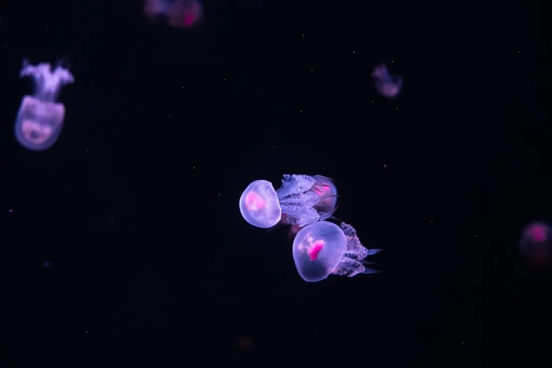 “看见·不可见之境”—苏州科技馆“微观世界”摄影作品征集大赛获奖公示 · 作品图124