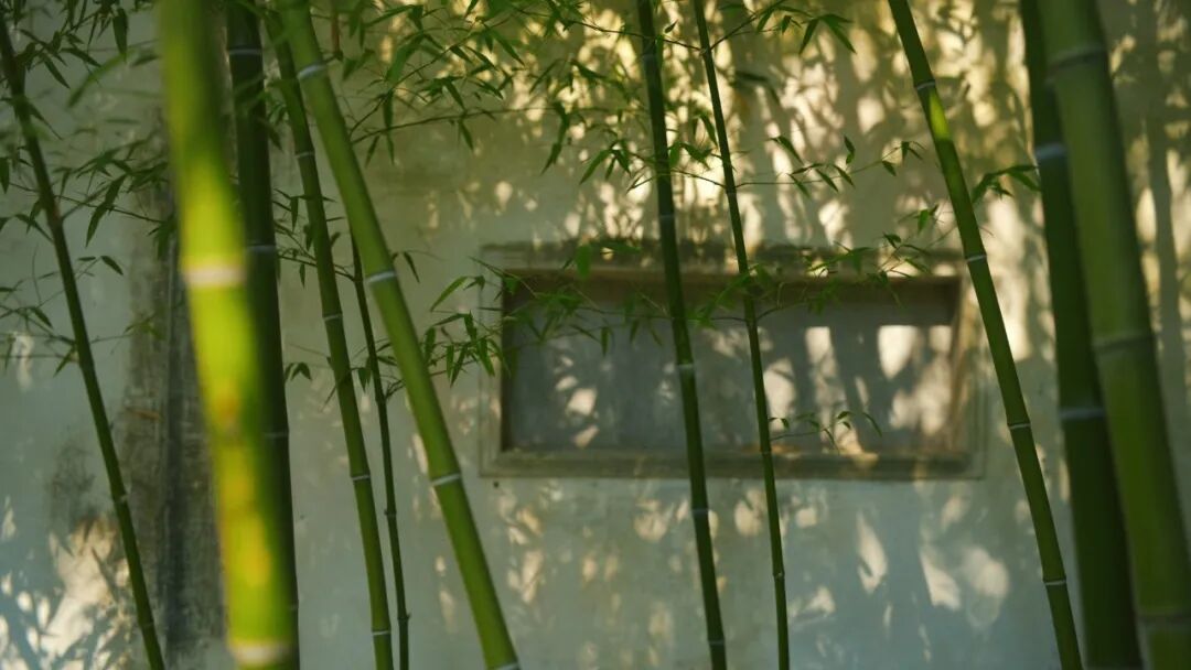 “看见·不可见之境”—苏州科技馆“微观世界”摄影作品征集大赛获奖公示 · 作品图251