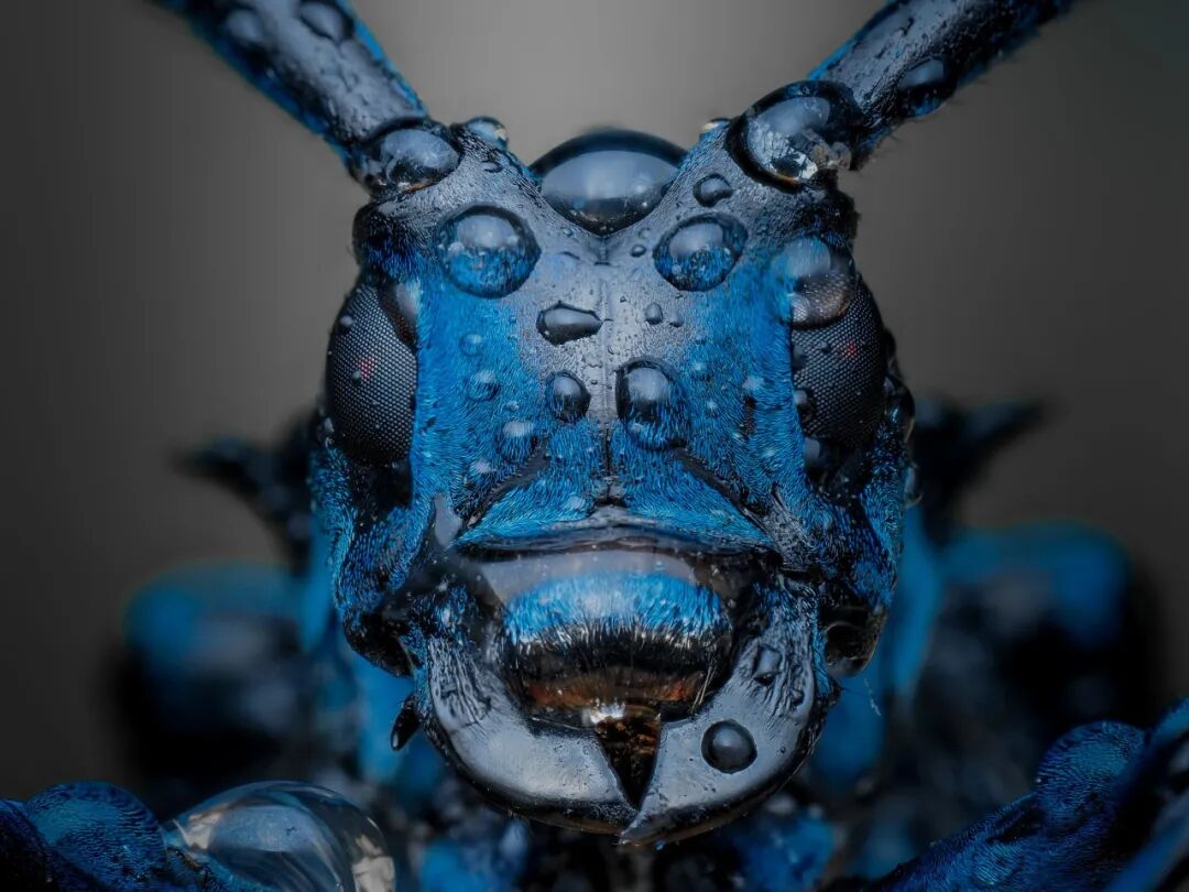“看见·不可见之境”—苏州科技馆“微观世界”摄影作品征集大赛获奖公示 · 作品图109