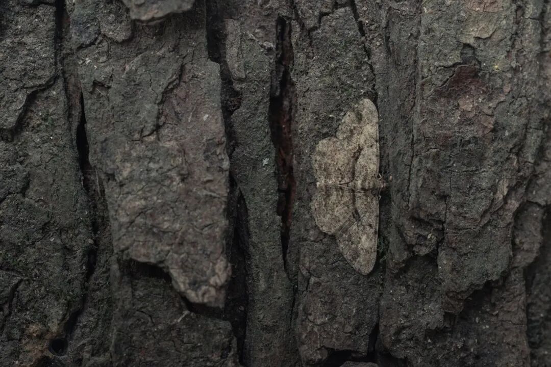 “看见·不可见之境”—苏州科技馆“微观世界”摄影作品征集大赛获奖公示 · 作品图120