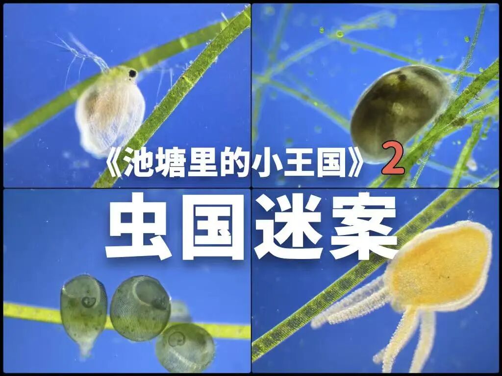 2026中国微生物影像艺术比赛获奖作品 · 作品图37