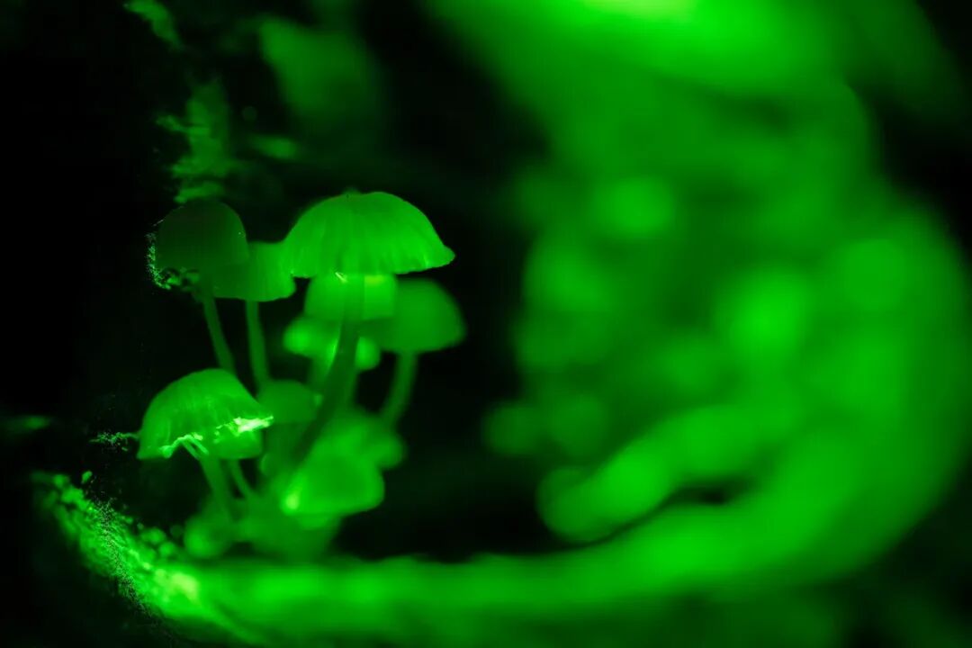 2026中国微生物影像艺术比赛获奖作品 · 作品图25