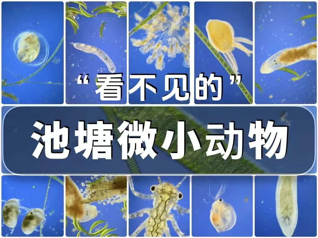 2026中国微生物影像艺术比赛获奖作品 · 作品图44