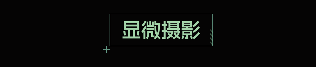 2026中国微生物影像艺术比赛获奖作品 · 作品图11