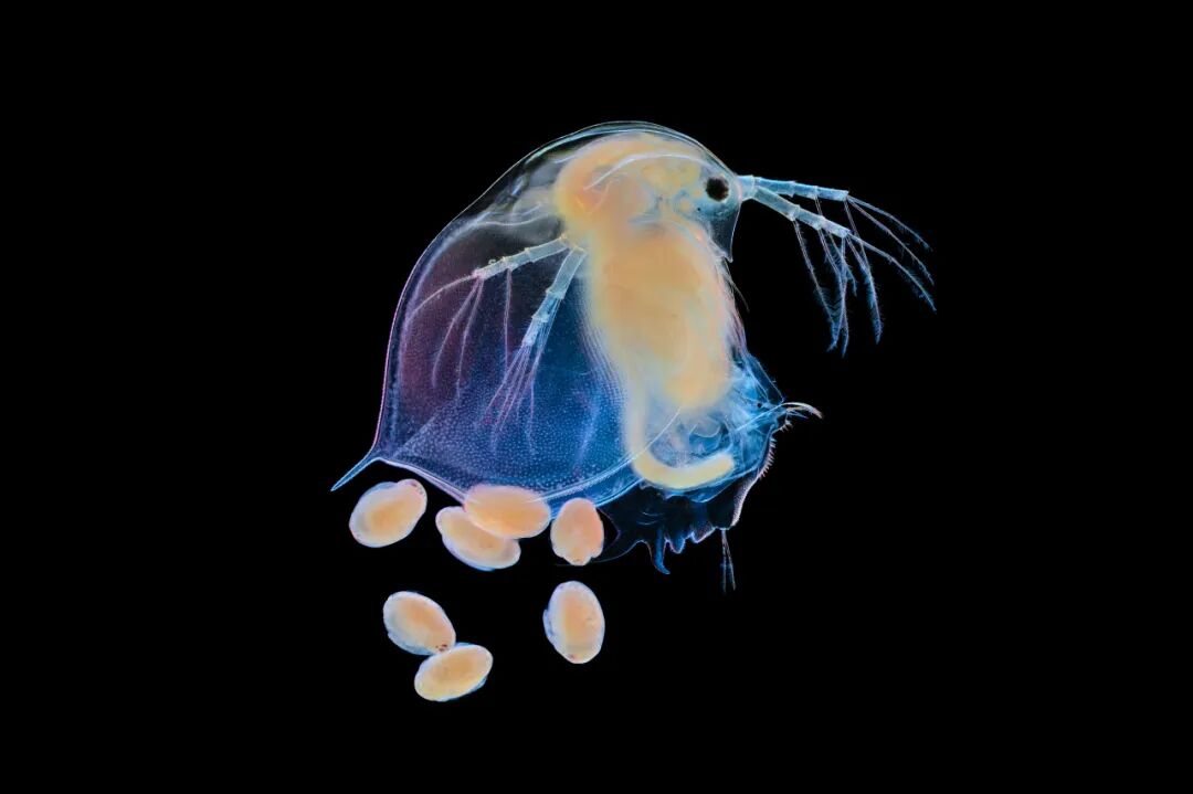 2026中国微生物影像艺术比赛获奖作品 · 作品图15