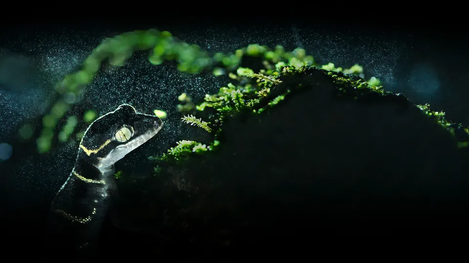 Environmental Photography Award 2027 摩纳哥环境摄影大赛