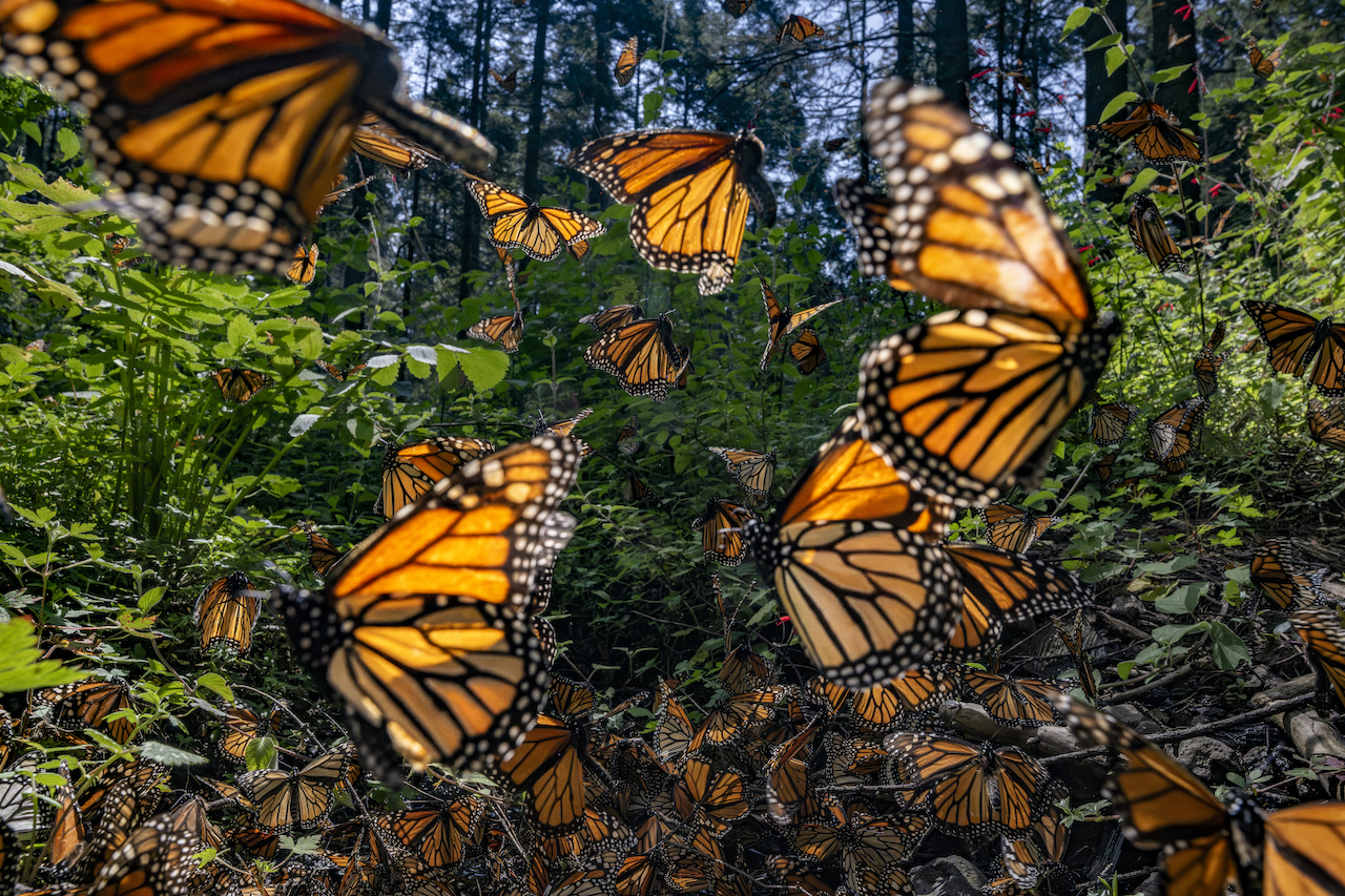 Environmental Photography Award 2027 摩纳哥环境摄影大赛官方原图 Environmental Photography Award 2027 摩纳哥环境摄影大赛官方原图